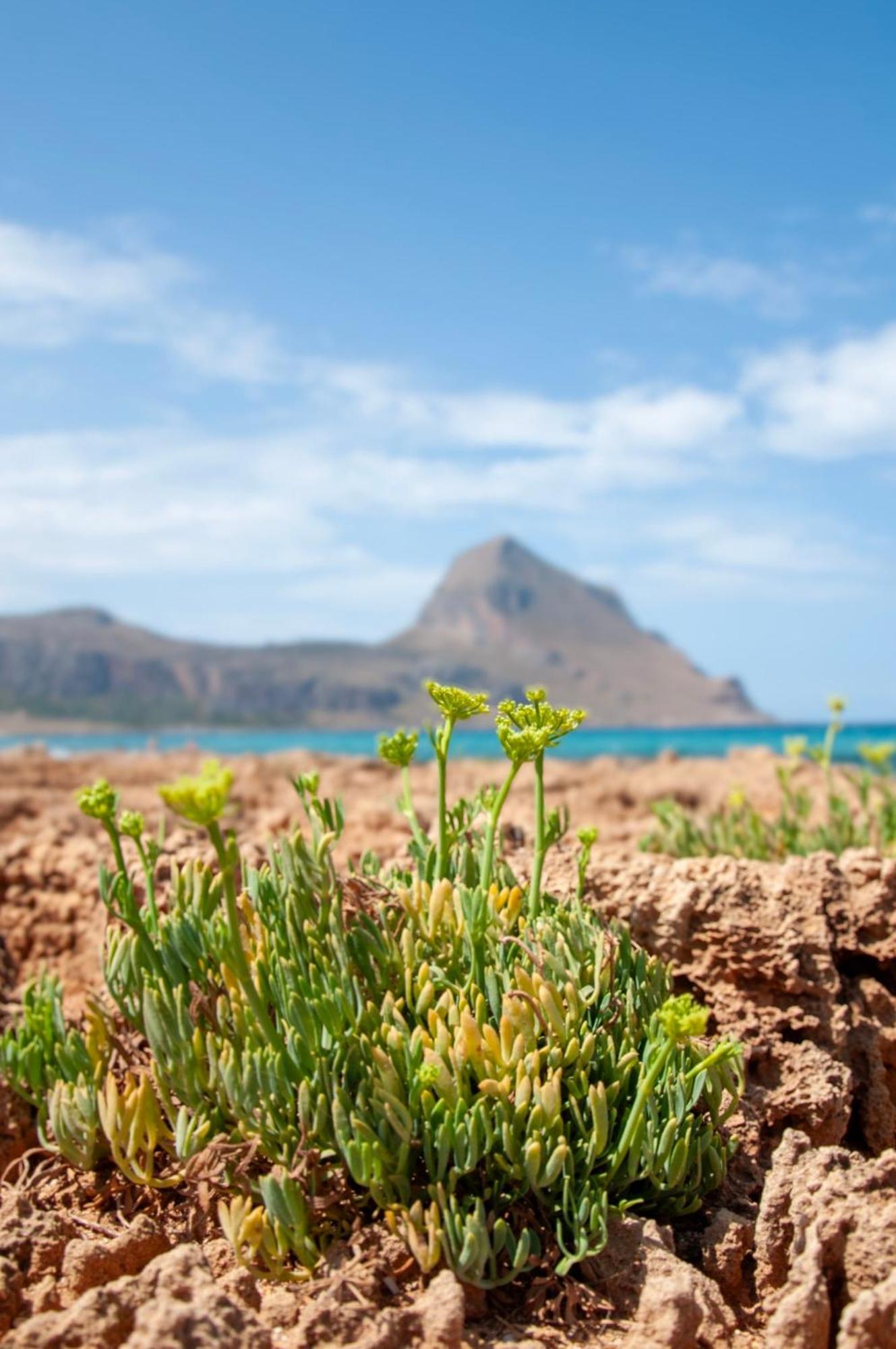 Appartamento Casa Magnolia San Vito Lo Capo Exterior foto